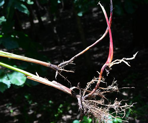 Carex_lupulina_rhizome.jpg