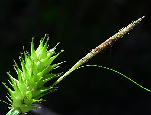 Carex_lupulina_spikes.jpg