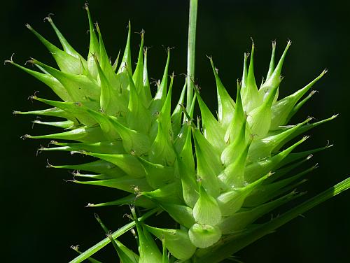 Carex_lupulina_spikes2.jpg