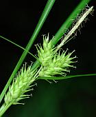 Carex lupulina thumbnail