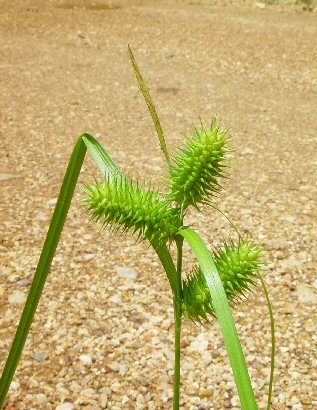 Carex_lurida_inflorescence.jpg