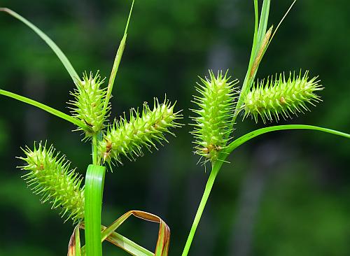 Carex_lurida_inflorescences.jpg