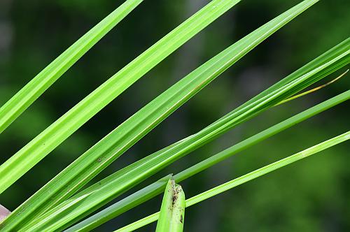 Carex_lurida_leaves.jpg