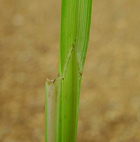 Carex_lurida_ligule.jpg