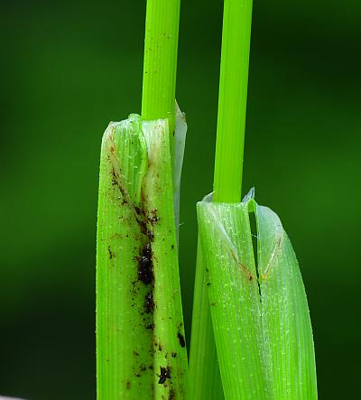 Carex_lurida_ligules.jpg