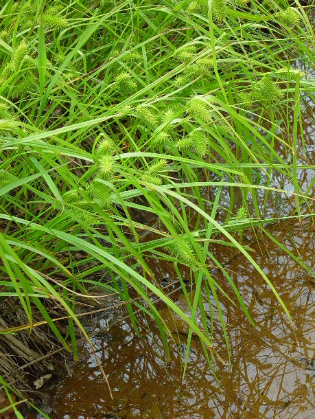 Carex_lurida_plant.jpg