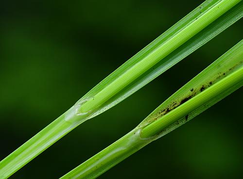 Carex_lurida_sheath.jpg