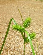Carex lurida thumbnail