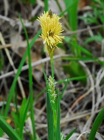 Carex_meadii_flowers.jpg