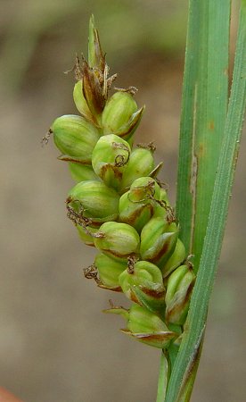 Carex_meadii_fruits.jpg