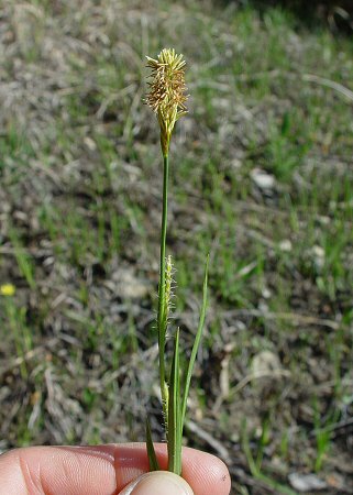 Carex_meadii_inflorescence.jpg