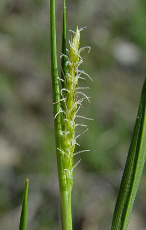 Carex_meadii_pistillate_flowers.jpg