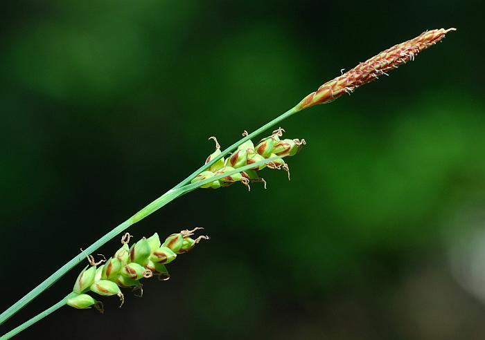 Carex_meadii_plant.jpg