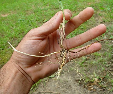 Carex_meadii_rhizomes.jpg