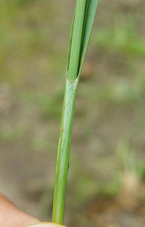 Carex_meadii_sheath.jpg