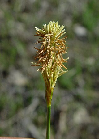 Carex_meadii_staminate_flowers.jpg