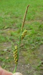 Carex meadii thumbnail