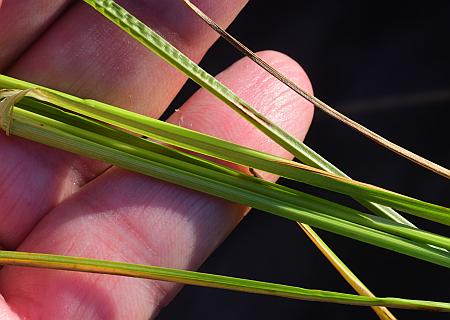 Carex_molesta_leaves.jpg