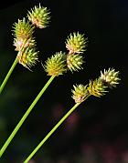 Carex molesta thumbnail