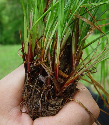 Carex_planispicata_base.jpg