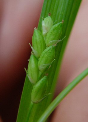 Carex_planispicata_fruits.jpg