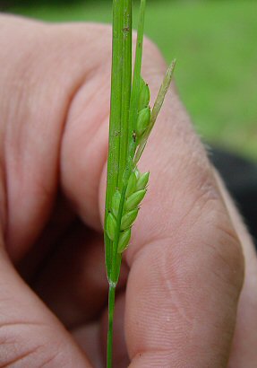 Carex_planispicata_inflorescence.jpg