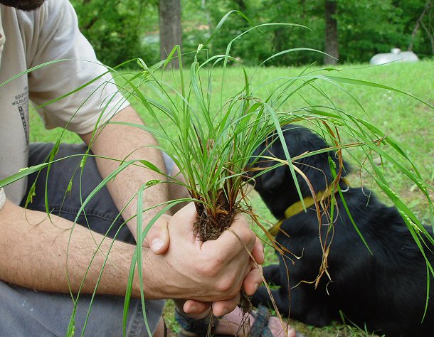 Carex_planispicata_plant.jpg