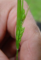 Carex planispicata thumbnail