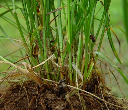 Carex_rosea_base.jpg