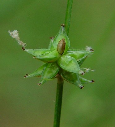 Carex_rosea_fruits.jpg