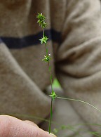 Carex rosea thumbnail