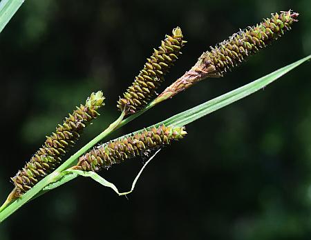 Carex_shortiana_inflorescence.jpg