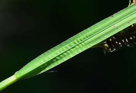 Carex_shortiana_leaf2.jpg
