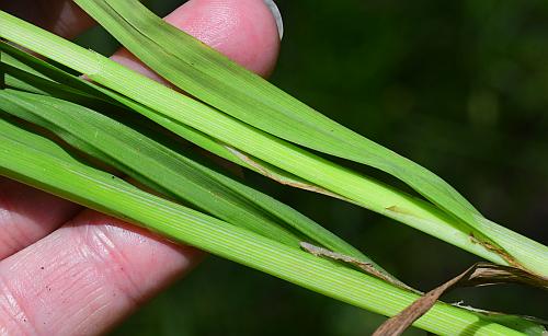 Carex_shortiana_leaves.jpg