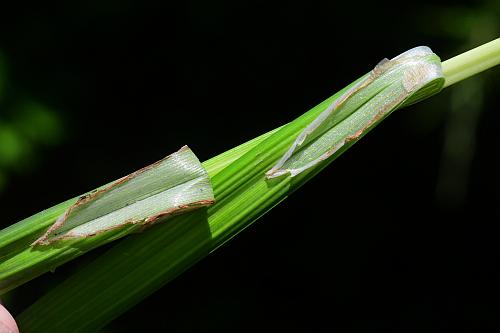 Carex_shortiana_ligule.jpg