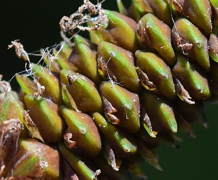 Carex_shortiana_perigynia1.jpg