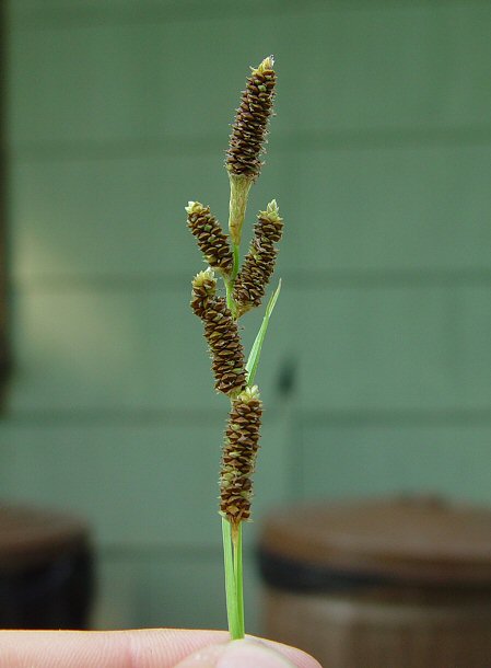 Carex_shortiana_plant.jpg