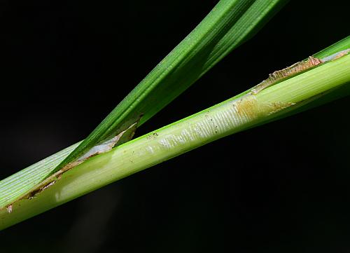 Carex_shortiana_sheaths.jpg