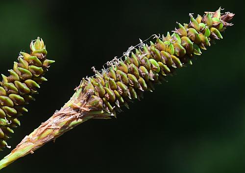 Carex_shortiana_spike.jpg