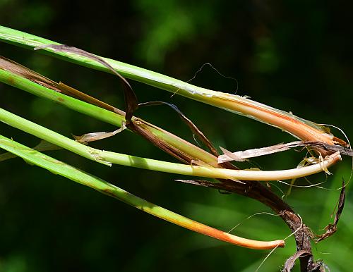 Carex_squarrosa_bases.jpg