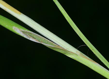 Carex_squarrosa_culm.jpg