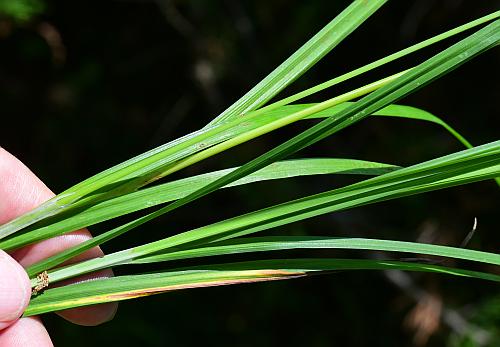 Carex_squarrosa_leaves.jpg