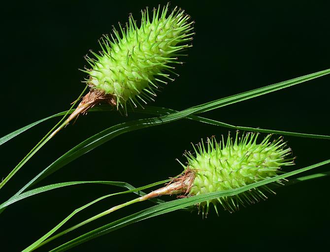 Carex_squarrosa_plant.jpg