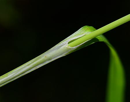 Carex_squarrosa_sheath.jpg