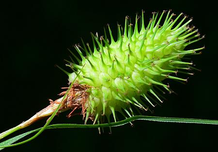 Carex_squarrosa_spike.jpg