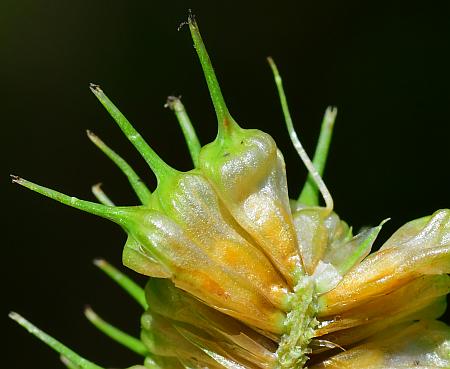 Carex_squarrosa_spike3.jpg