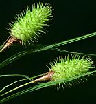 Carex squarrosa thumbnail