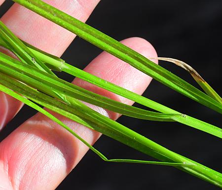 Carex_tribuloides_leaves.jpg