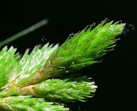 Carex_tribuloides_spike.jpg