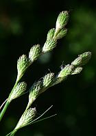 Carex tribuloides thumbnail